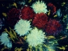 crizanteme-ulei-carton-55x75
